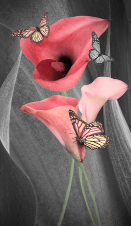 Amazing callas on a gray background with butterflies. Bouquet of flowers.の写真素材