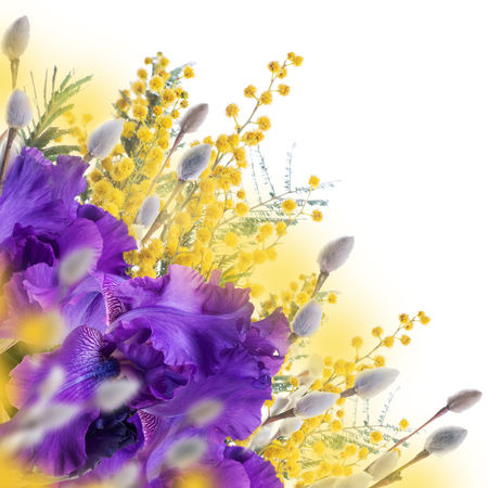Violet irises, yellow tulips and willow with mimosa on a blurred background. Butterflies on flowers.の写真素材