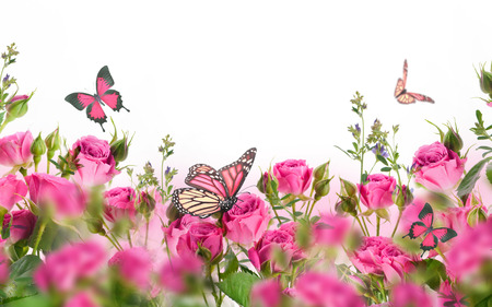 Bouquet of pink roses with butterflies, garden flowers. Floral background.の写真素材