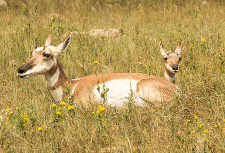 A pronghorn in the wild with its young.の写真素材