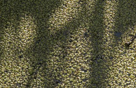 An algae covered pond in Minnesota.の写真素材