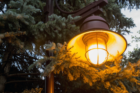 A lamp illuminates a pine tree at dusk in Edina, Minnesota.の写真素材