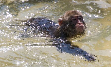 A monkey cooling off in the water on a hot day.の写真素材