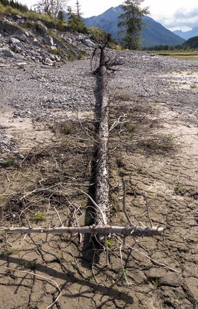 A tall tree washed ashore on a lake in Kananaskis country.の写真素材