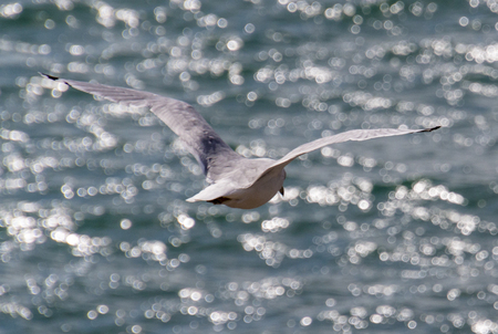 A seagull flying over the waters of Ghost Lake in Alberta, Canada.の写真素材