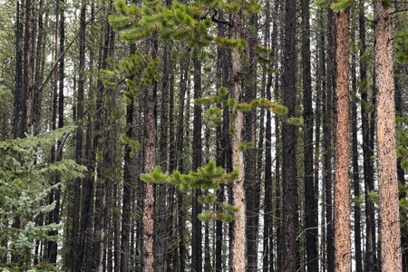 Looking deep into a forest of lodge pole pine trees in Banff National Park, Alberta, Canada.の写真素材