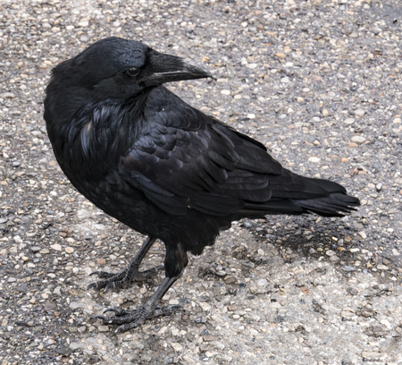 A raven looking for food in a parking lot in Alberta, Canada.の写真素材