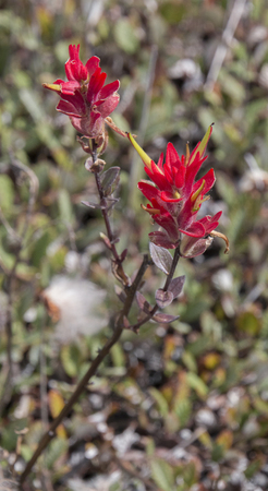 An up close view of pine indian paintbrush in Banff National Park, Alberta, Canada.の写真素材