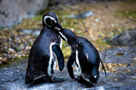 penguinのeditorial素材
