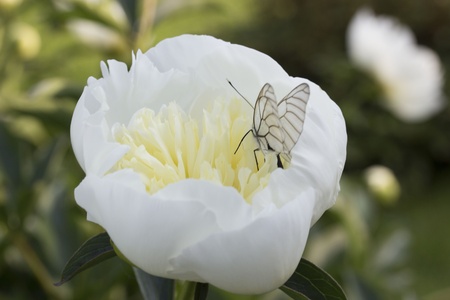 In a flowerの写真素材