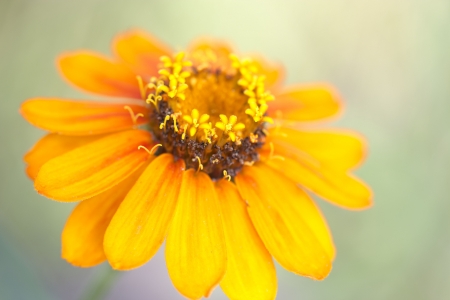 yellow flowerの写真素材