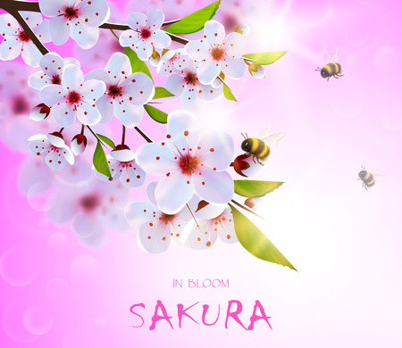 Spring background with japan cherry flowers and bumble bees.のイラスト素材