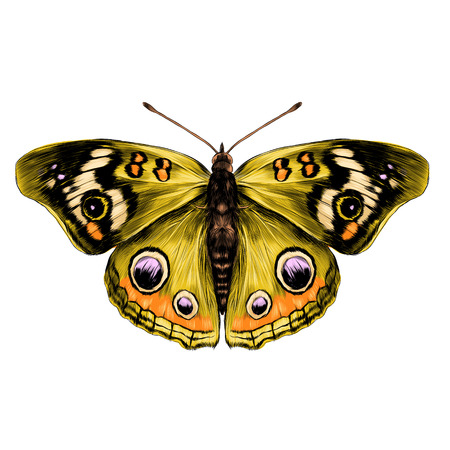 Yellow butterfly with open wings top view of symmetry, sketch the graph of vector color drawing, butterfly with yellow wings.のイラスト素材
