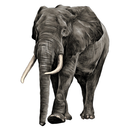 elephant in full growth, moving forward, sketch graphics vector, color illustrationのイラスト素材