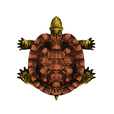 turtle top view, carapace, crawling, sketch, vector, color illustrationのイラスト素材