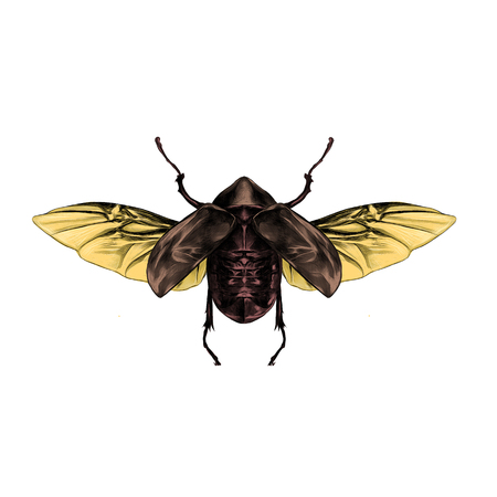 Artistic design of a beetle with open wings top view, symmetric, flies, sketch, vector, graphic, ...