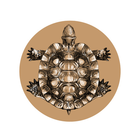 turtle top view, carapace, crawling, sketch, vector, black-and-white pattern on a brown background circleのイラスト素材