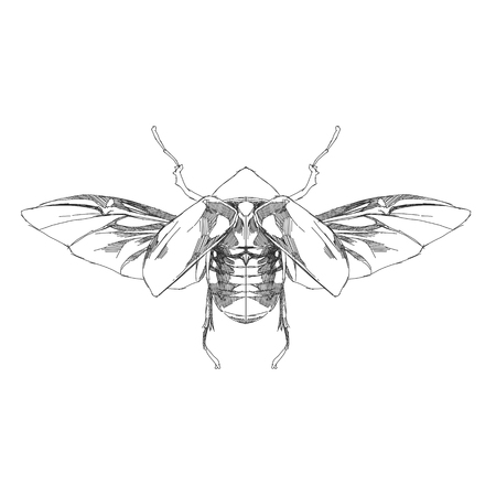 beetle with open wings top view, symmetric, flies, sketch vector graphics