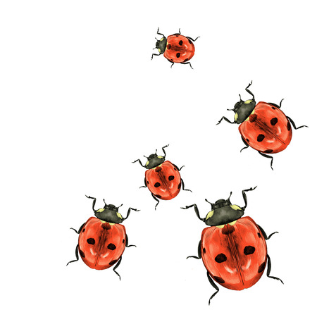 many ladybirds scatter in different directions top view color drawing sketch vectorのイラスト素材