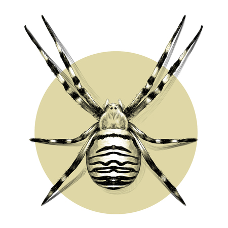Spider symmetric top view with stripes, sketch, vector graphics, black and white pattern on the background of green circleのイラスト素材