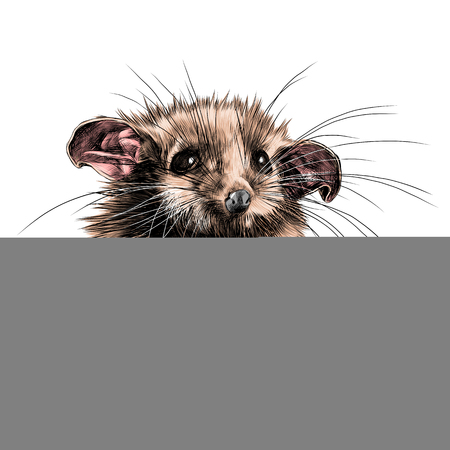 a possum sits a little cute funny, sketch vector graphics color pictureのイラスト素材