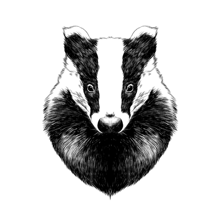 head badger symmetric, sketch vector graphics black and white drawingのイラスト素材
