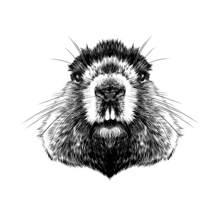 head Groundhog hairy symmetric, sketch vector graphics black and white drawingのイラスト素材