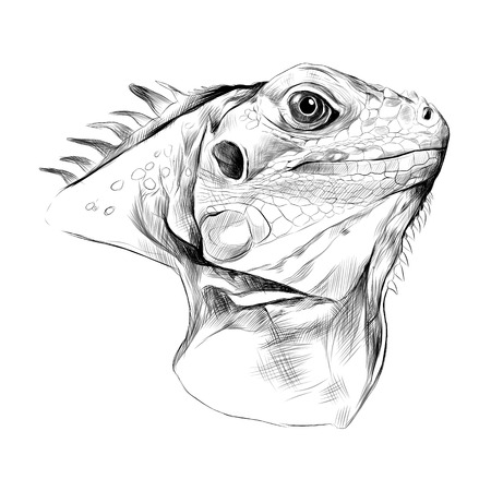 head iguana profile, sketch vector graphics black and white drawing.のイラスト素材
