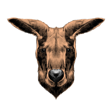 head kangaroo symmetric, sketch vector graphic colored drawing.のイラスト素材