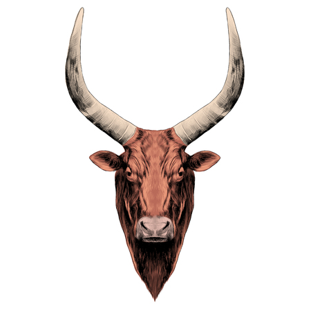 the head of a bull with large horns.のイラスト素材
