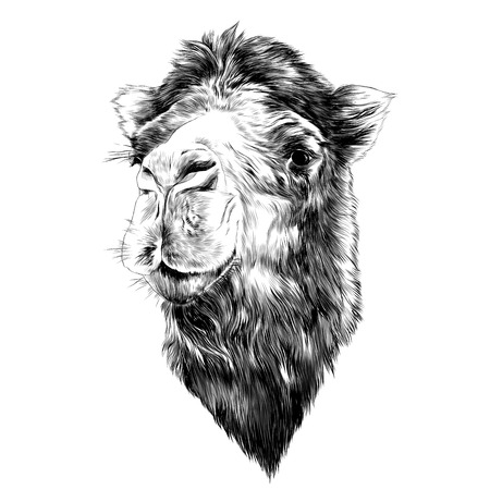 head camel side profile sketch graphics black and white drawingのイラスト素材