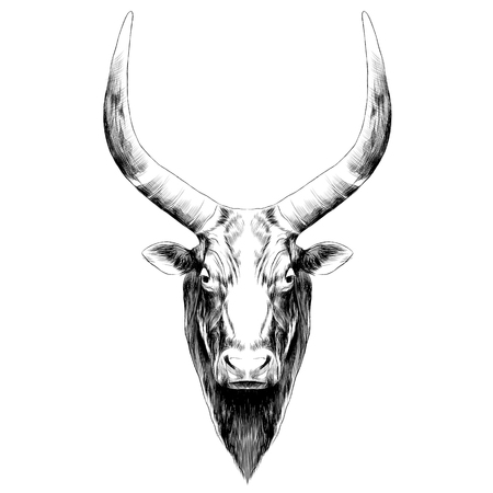 Head of a bull with large horns symmetrical, sketch vector graphics black and white drawingのイラスト素材