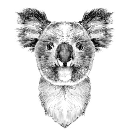 the head is symmetrical Koala looking right, sketch vector graphics black and white drawingのイラスト素材