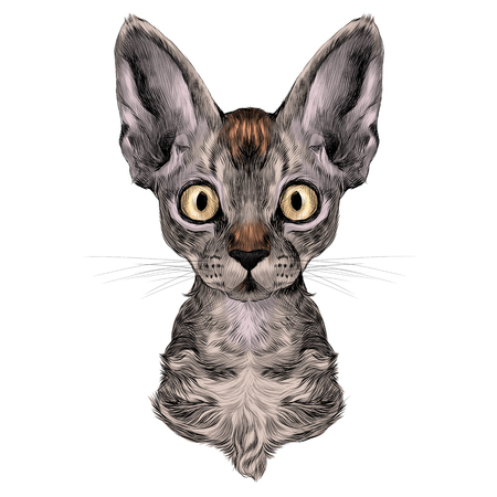 the head of a cat breed Oregon Rex symmetric, sketch vector graphics color pictureのイラスト素材