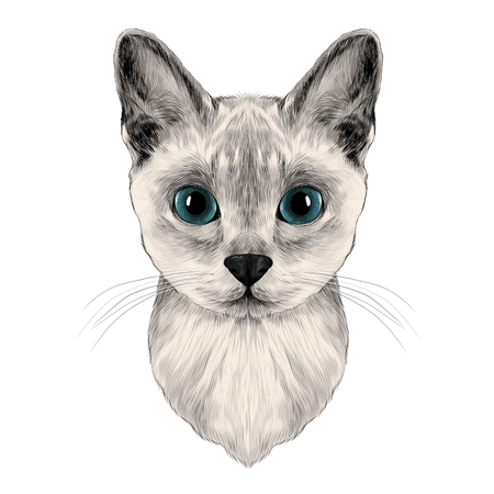 the head of a cat breed Australian mist symmetric, sketch vector graphics color pictureのイラスト素材