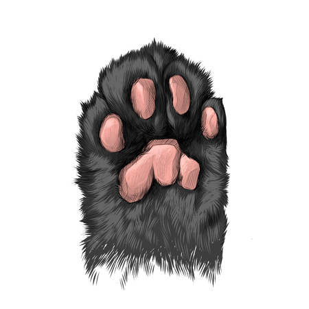 Cat's paw with the pads pulled up sketch vector graphics color pictureのイラスト素材