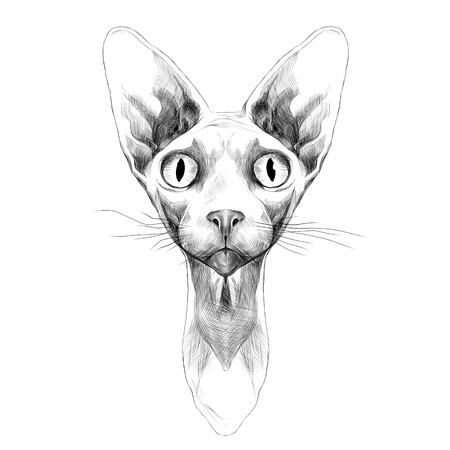 Cat of breed the Sphinx head is symmetrical sketch vector graphics black and white drawingのイラスト素材