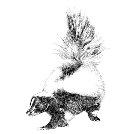 skunk full figure sketch vector graphics black and white drawingのイラスト素材