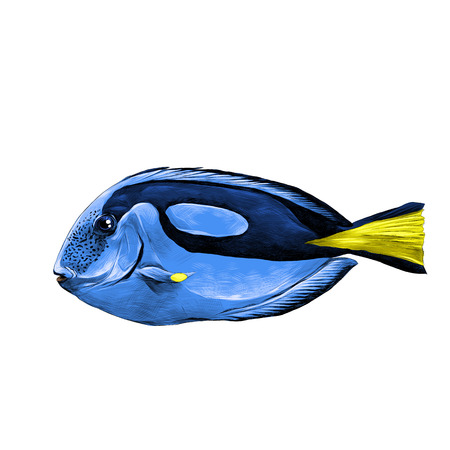 Fish acanthur blue sketch vector graphics color pictureのイラスト素材