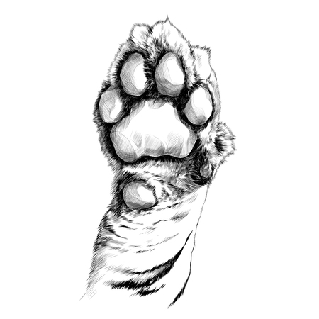 Tiger paw pads sketch vector graphics black and white drawingのイラスト素材