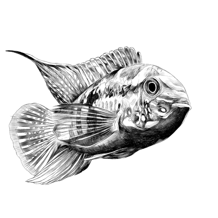 Acara fish with the big forehead, swims forward, sketch vector graphics black and white drawingのイラスト素材