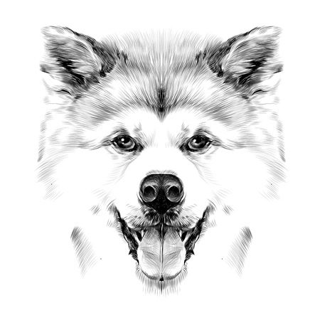 Muzzle dog breed Akita inu with his tongue hanging out, full face looking forward symmetrically, sketch vector graphics black and white drawingのイラスト素材