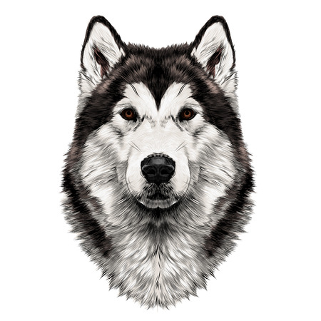 Dog breed Alaskan Malamute head symmetry looks right sketch vector graphics color picture