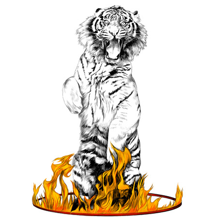 tiger full-length is on its hind legs in a circus ring of fire sketch vector graphics black and white drawing and colored flameのイラスト素材