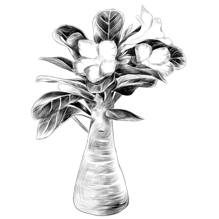 flower tree adenium desert rose sketch vector graphics black and white drawingのイラスト素材