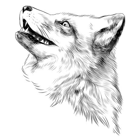 Fox face sketch vector graphics black and white drawingのイラスト素材