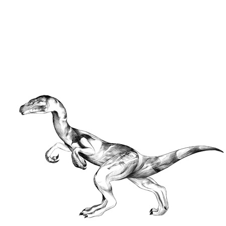 the dinosaur is on its hind legs sketch vector graphics black and white drawingのイラスト素材