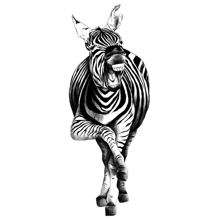 Zebra full height illustration.のイラスト素材