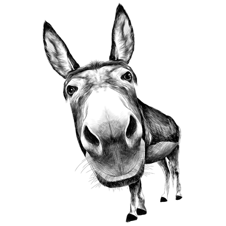 ass front view with a large head, looks black and white illustration monochromeのイラスト素材