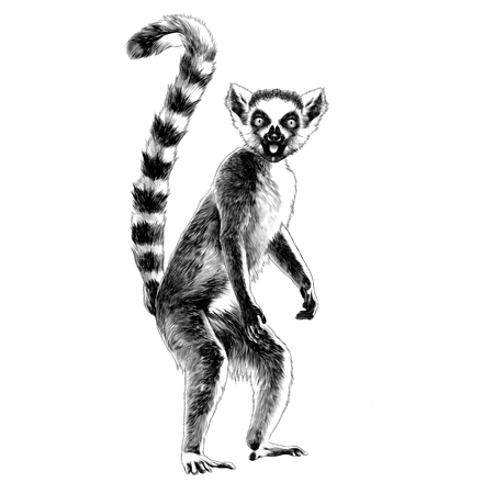 limur in full-length striped sketch  vector graphics monochrome black and whiteのイラスト素材